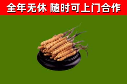 昆明烟酒回收冬虫夏草.jpg
