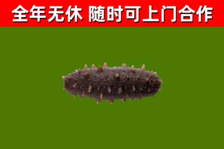 昆明烟酒回收干海参.jpg